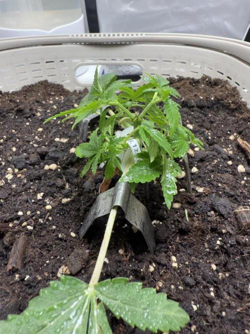 die ersten Biscotti. Week 4