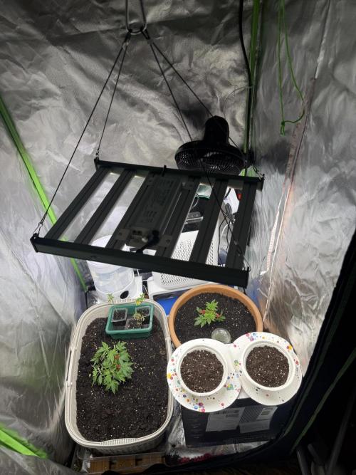 die ersten Biscotti. Week 5 - Neues Lampen 