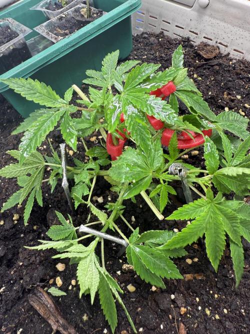 die ersten Biscotti. Week 5