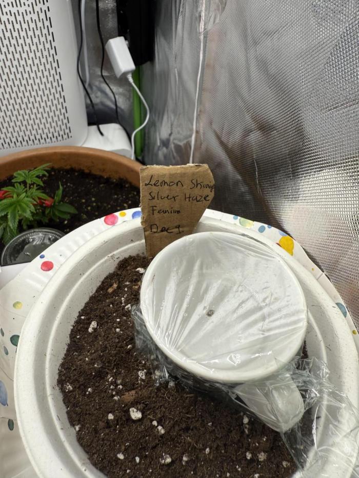 Femin. Lemon Silver Haze. Week 0