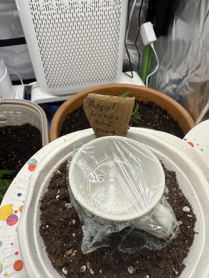 Auto. Royal Gorilla. Week 0