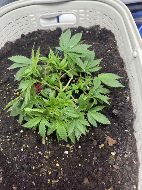 die ersten Biscotti. Week 5