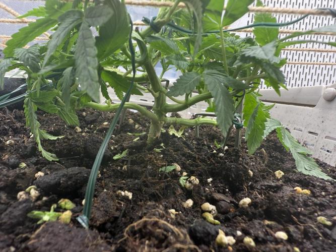 die ersten Biscotti. Week 5