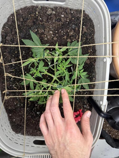 die ersten Biscotti. Week 5