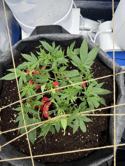 die ersten Biscotti. Week 6