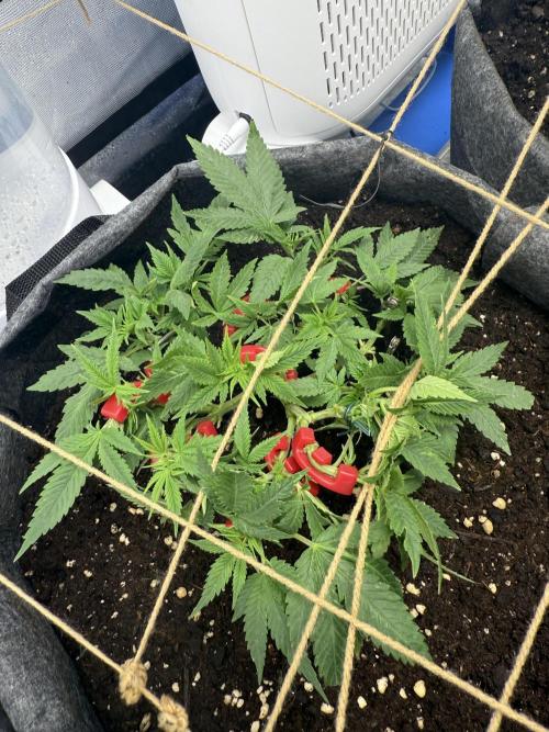 die ersten Biscotti. Week 6