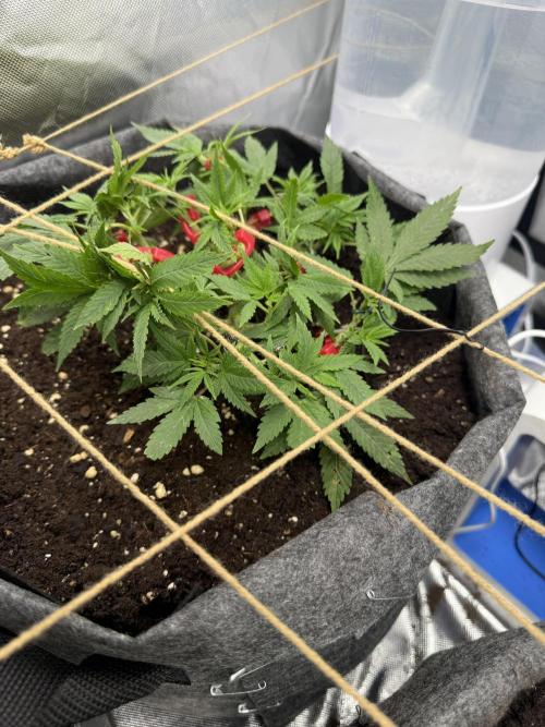 die ersten Biscotti. Week 6