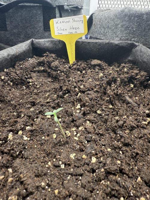 Femin. Lemon Silver Haze. Week 1