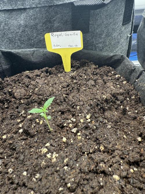 Auto. Royal Gorilla. Week 1