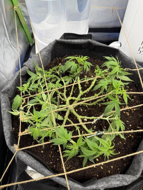 die ersten Biscotti. Week 7