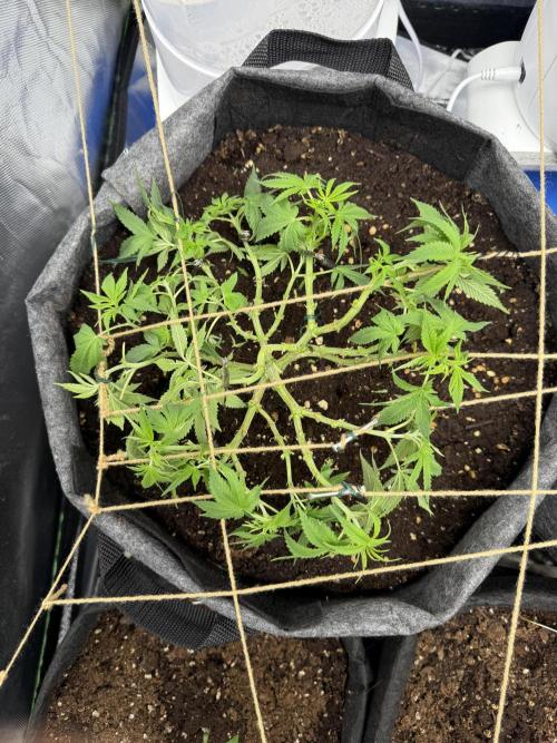 die ersten Biscotti. Week 7