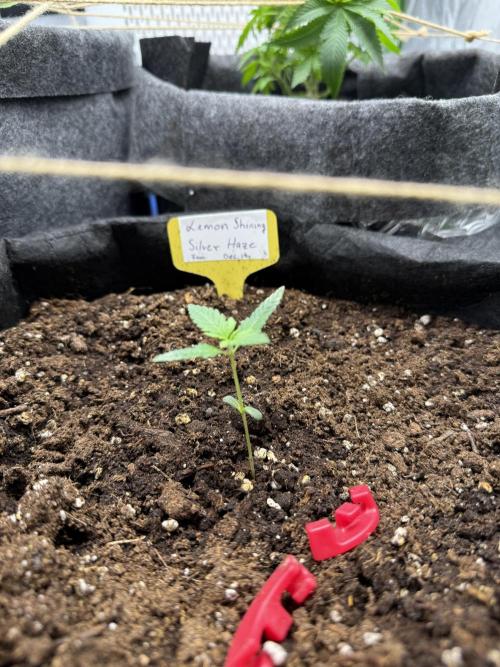 Femin. Lemon Silver Haze. Week 2