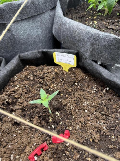 Femin. Lemon Silver Haze. Week 2