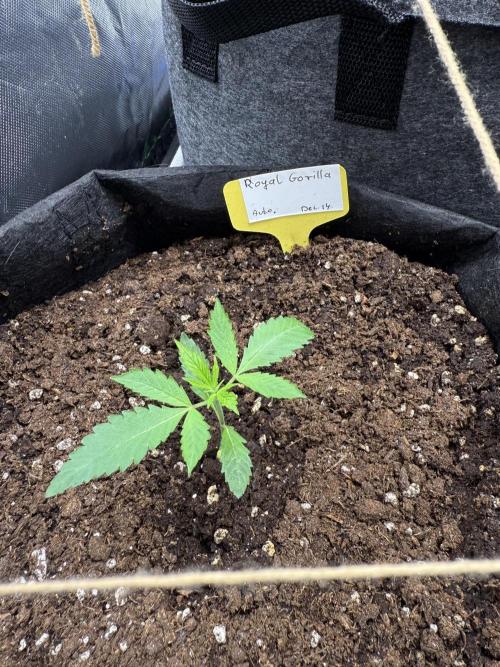 Auto. Royal Gorilla. Week 2