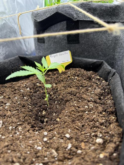 Auto. Royal Gorilla. Week 2