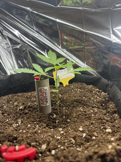 Auto. Royal Gorilla. Week 3