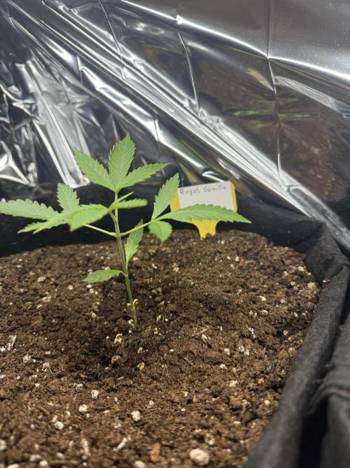 Auto. Royal Gorilla. Week 3