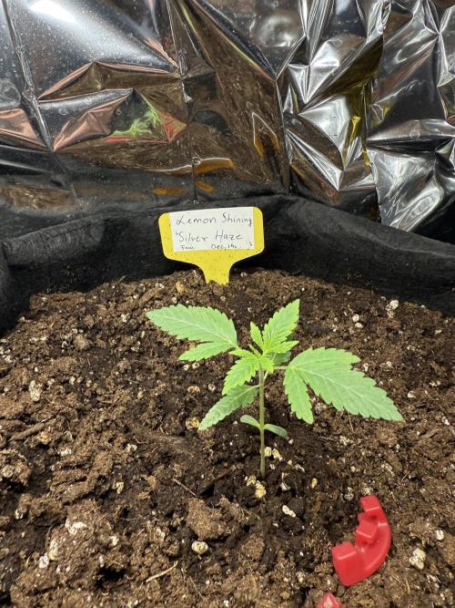 Femin. Lemon Silver Haze. Week 3