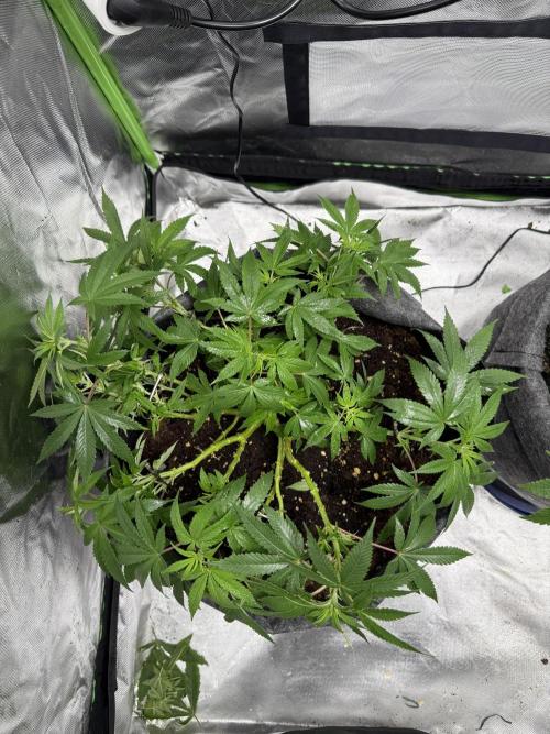 die ersten Biscotti. Week 8