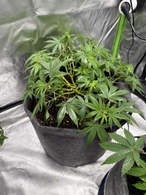 die ersten Biscotti. Week 8