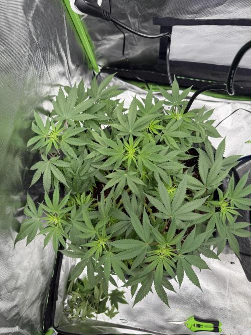 die ersten Biscotti. Week 9