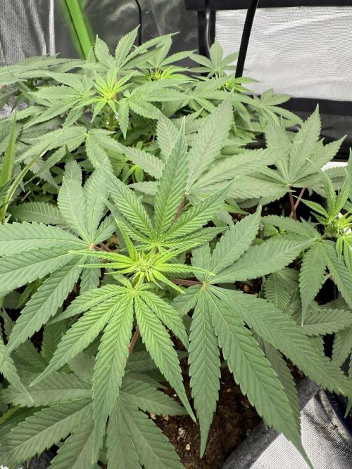 die ersten Biscotti. Week 9