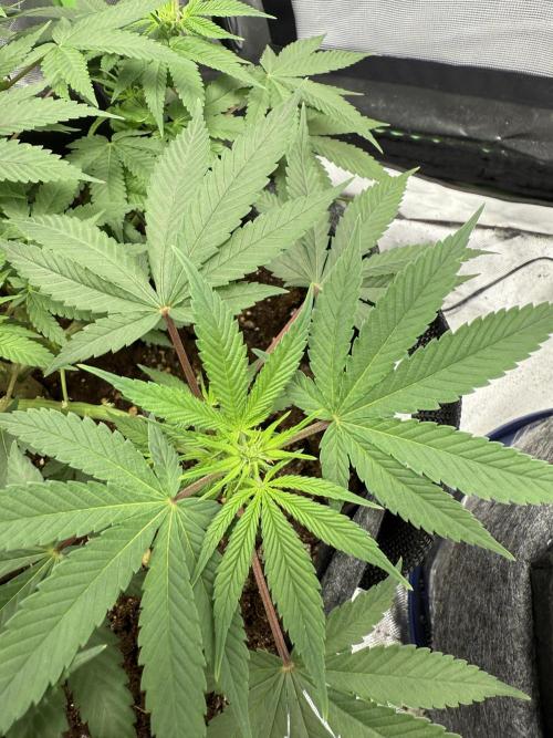 die ersten Biscotti. Week 9