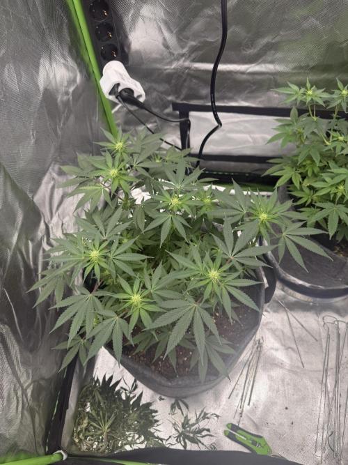 die ersten Biscotti. Week 10