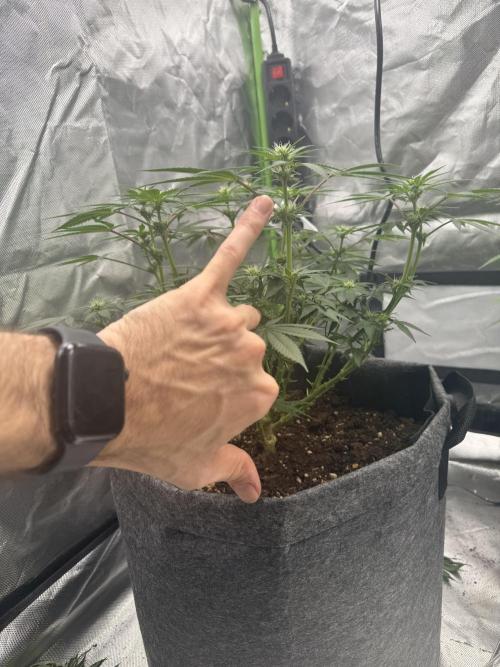 die ersten Biscotti. Week 10