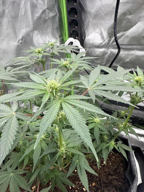 die ersten Biscotti. Week 10