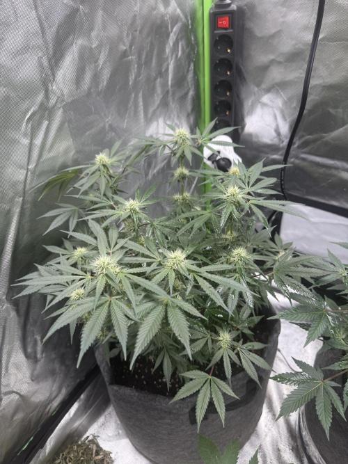 die ersten Biscotti. Week 11