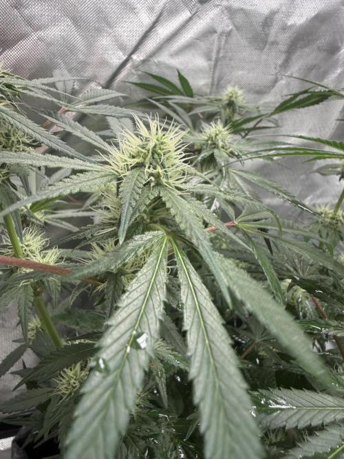 die ersten Biscotti. Week 11