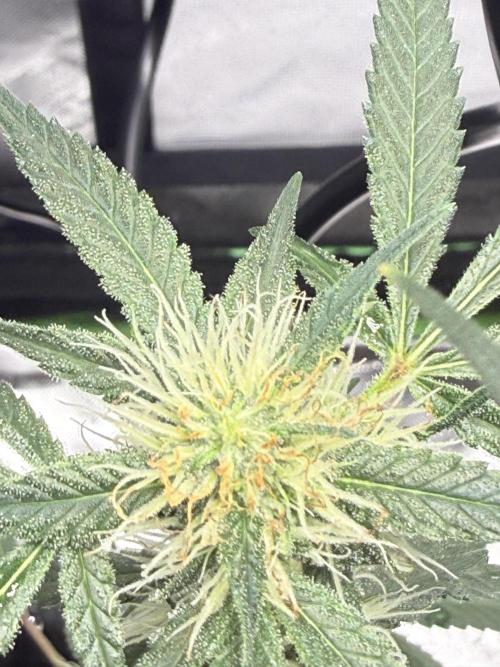 die ersten Biscotti. Week 11