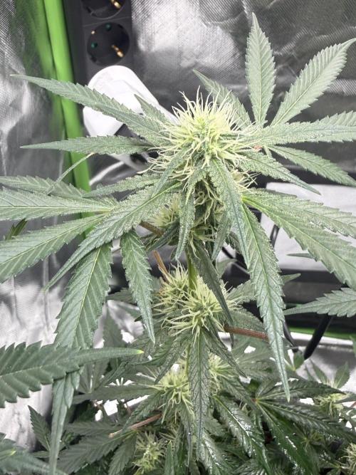 die ersten Biscotti. Week 11