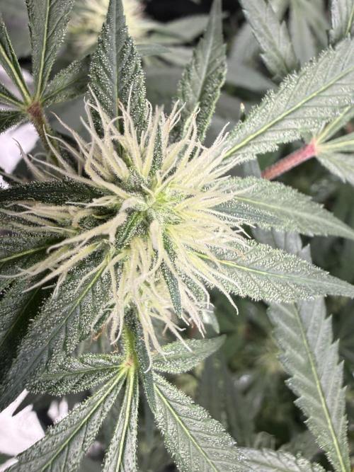 die ersten Biscotti. Week 11