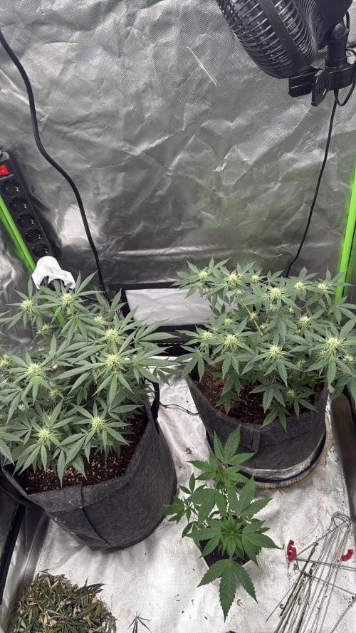 die ersten Biscotti. Week 11