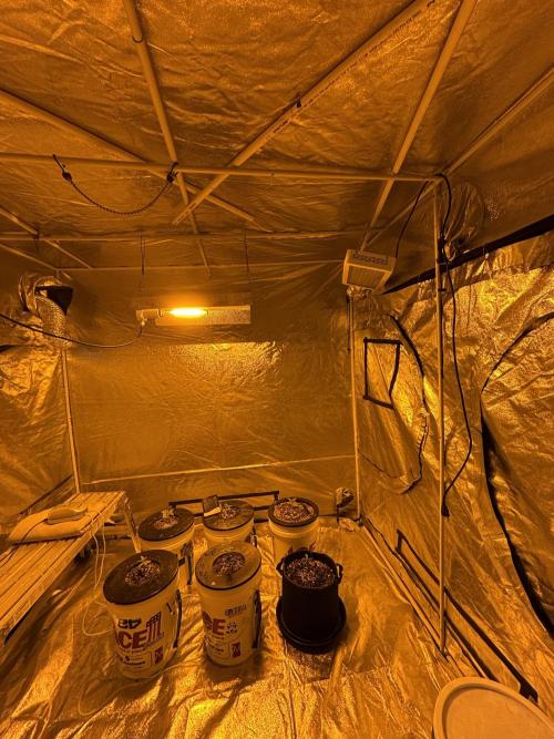 A Mostly Fastbuds Grow. Week 2