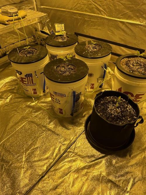 A Mostly Fastbuds Grow. Week 2