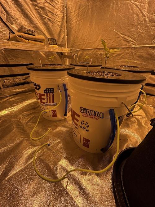 A Mostly Fastbuds Grow. Week 2