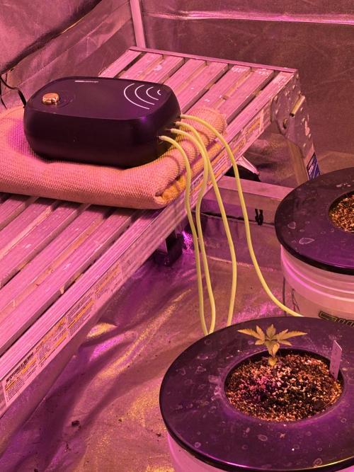 A Mostly Fastbuds Grow. Week 3