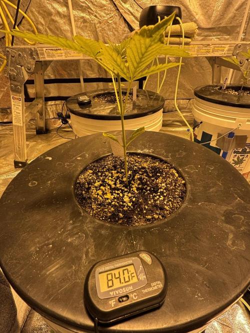 A Mostly Fastbuds Grow. Week 3