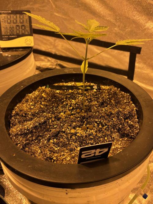 A Mostly Fastbuds Grow. Week 3