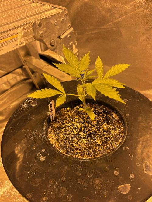 A Mostly Fastbuds Grow. Week 3