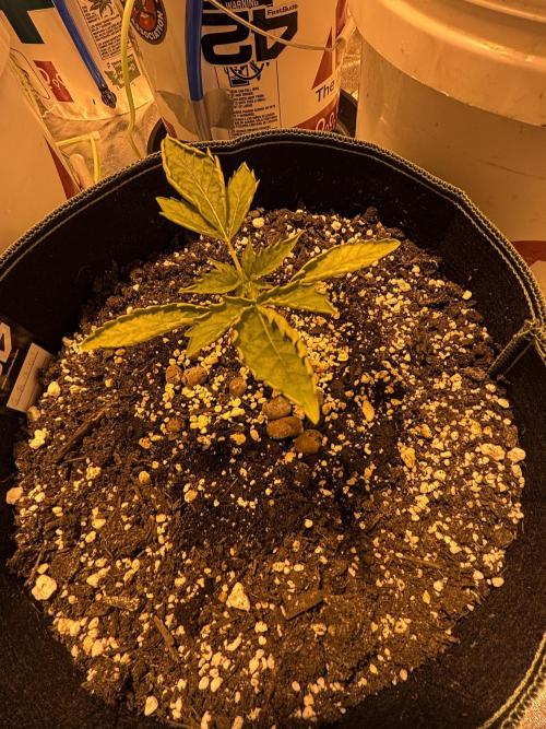 A Mostly Fastbuds Grow. Week 3