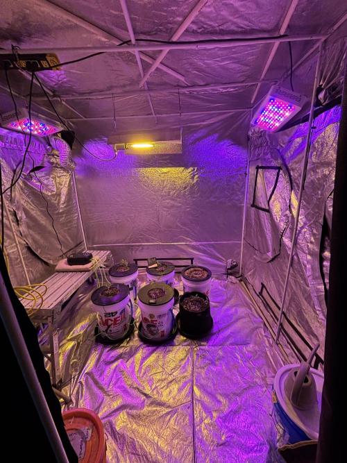 A Mostly Fastbuds Grow. Week 3