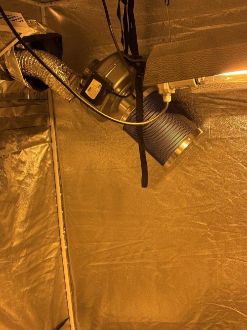 DWC 5 strains 👍🏻. Week 4