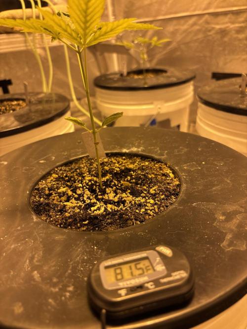 DWC 5 strains 👍🏻. Week 4