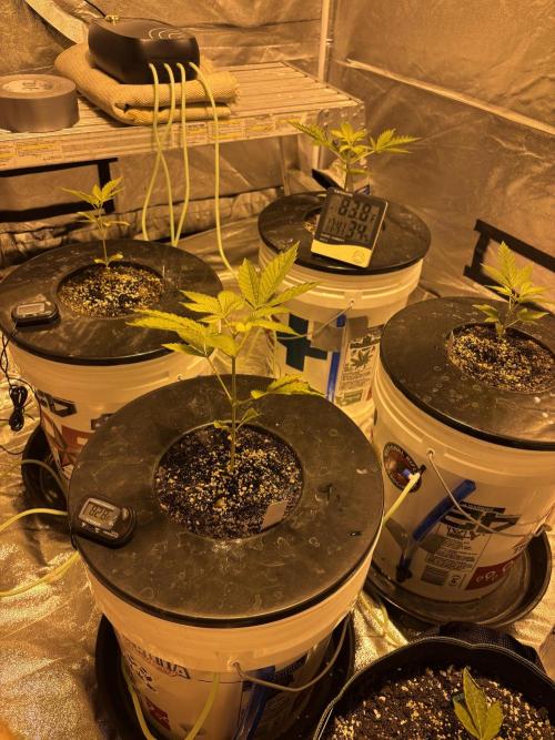 DWC 5 strains 👍🏻. Week 4