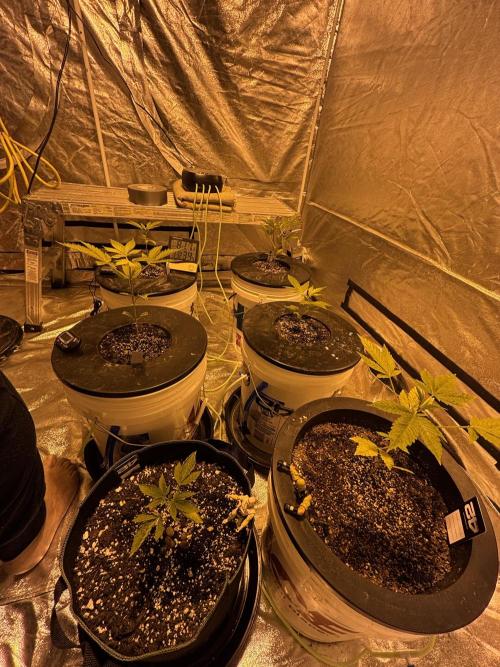 DWC 5 strains 👍🏻. Week 4