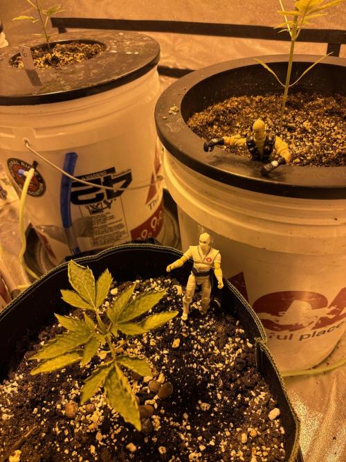 DWC 5 strains 👍🏻. Week 4 - Found ninjas in the garden 
